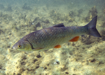 Aitel (Leuciscus cephalus) - © Gernot Kunz